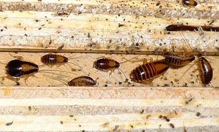 Фото домашних тараканов
