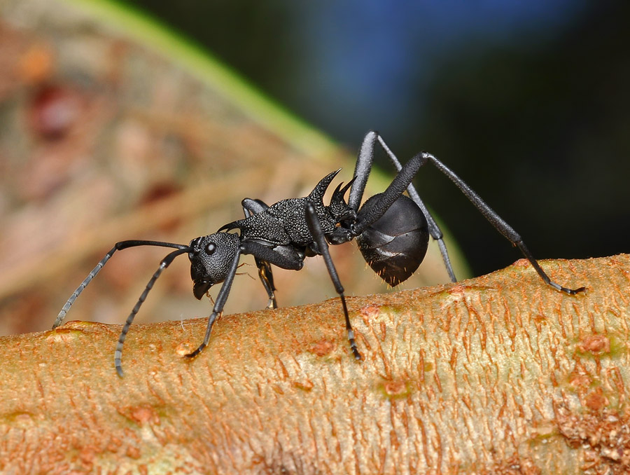 Уничтожаем муравьев народными средствами