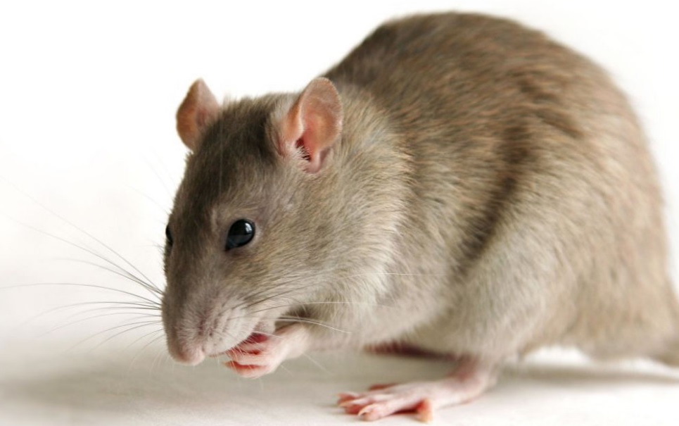 Как уничтожить мышей в собственной квартире?