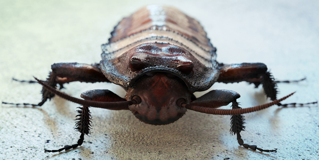 Узнайте о том, как вывести больших тараканов прямо сейчас!
